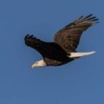 Mohamad Hassan Osman